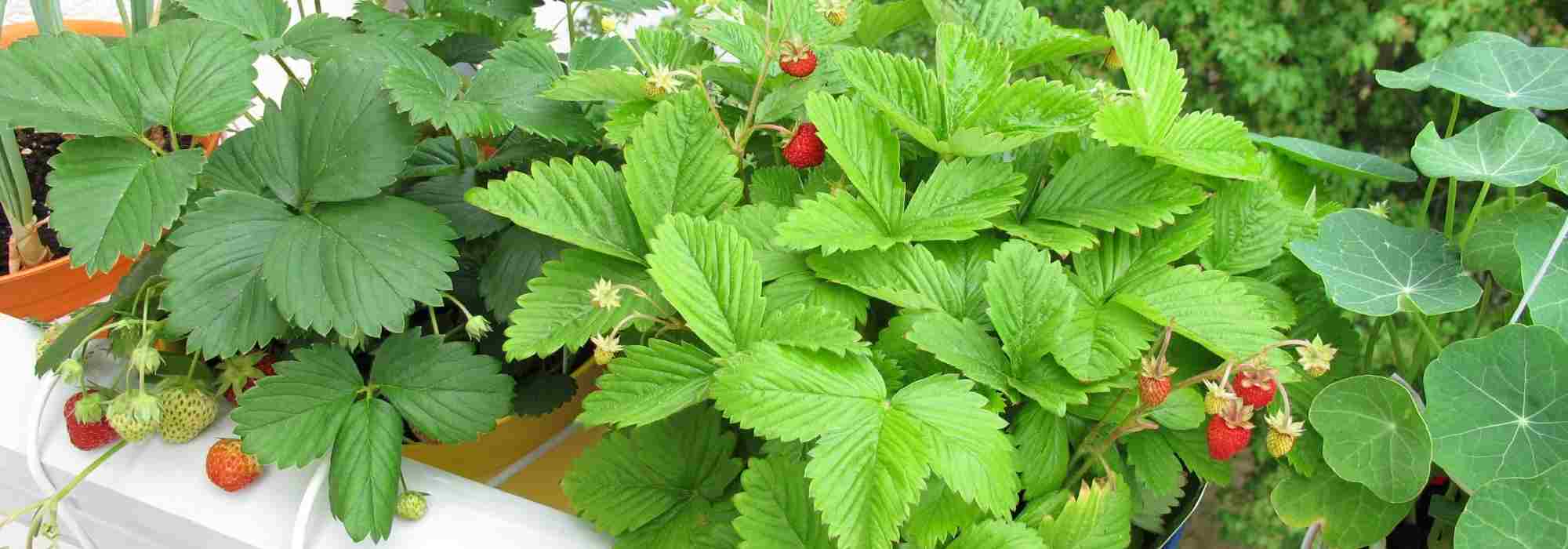 Erdbeeren auf dem Balkon anbauen