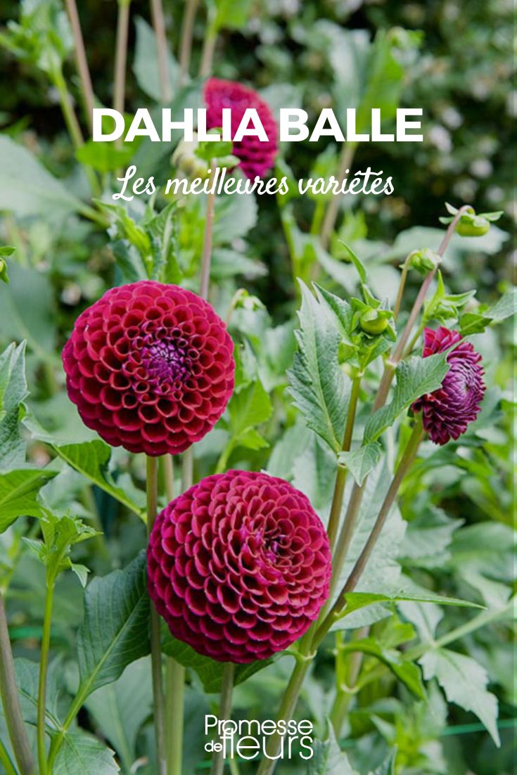 Beste Dahlien-Kugelsorten