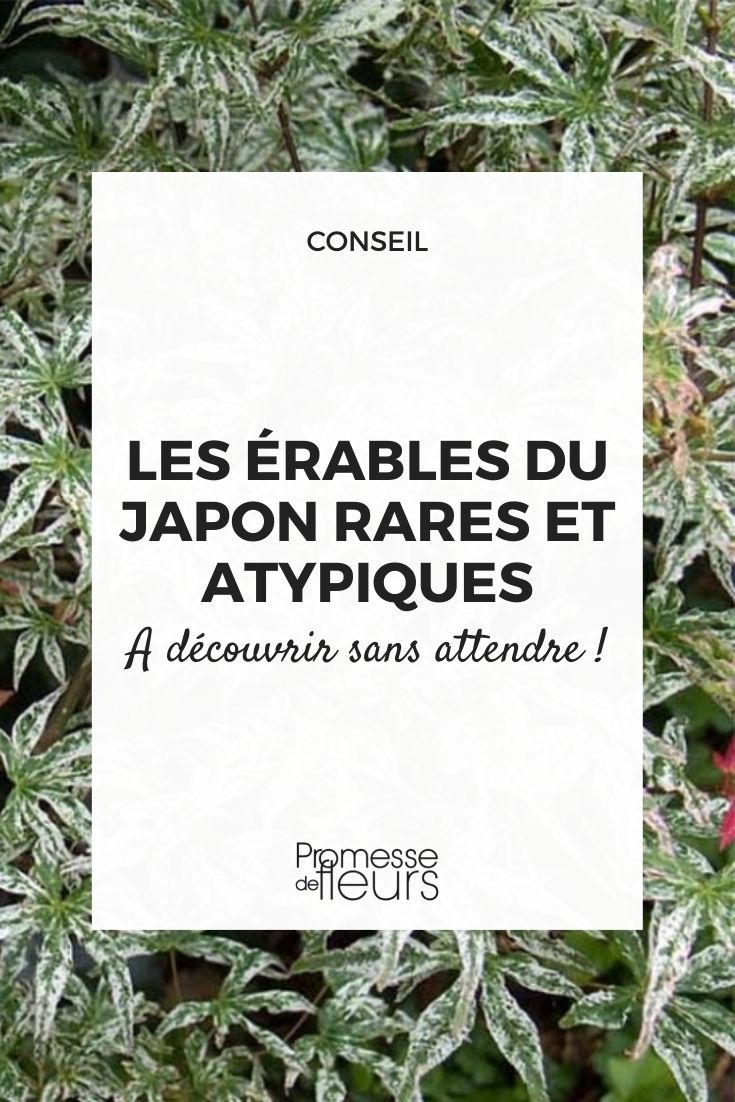 seltene und ungewöhnliche japanische Ahorne