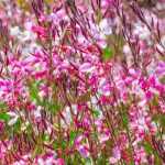 7 Blumen, die den ganzen Sommer blühen