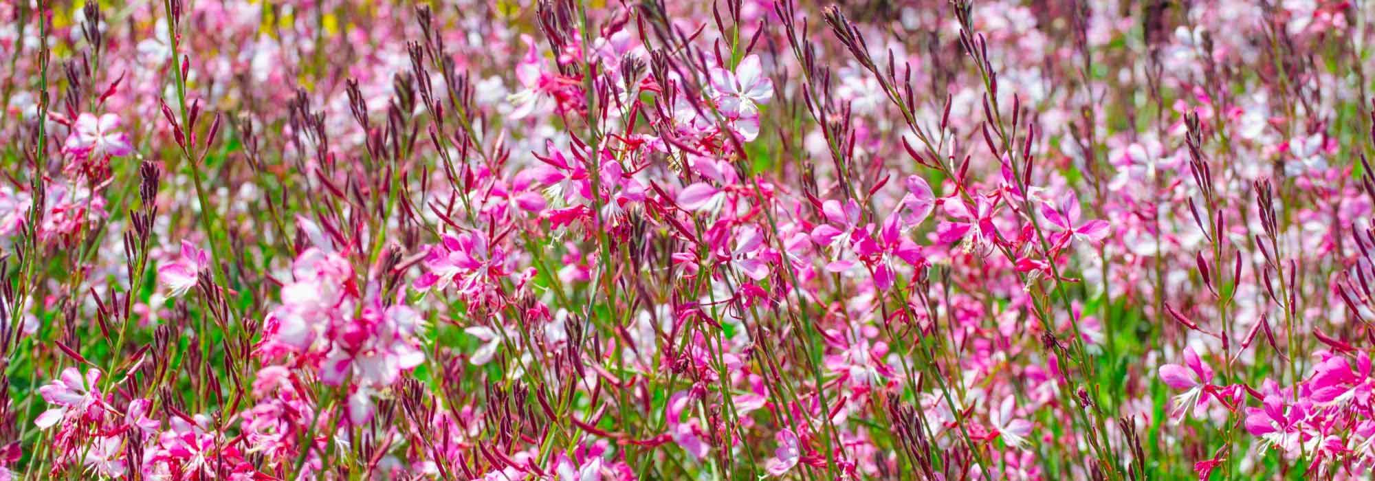 7 Blumen, die den ganzen Sommer blühen