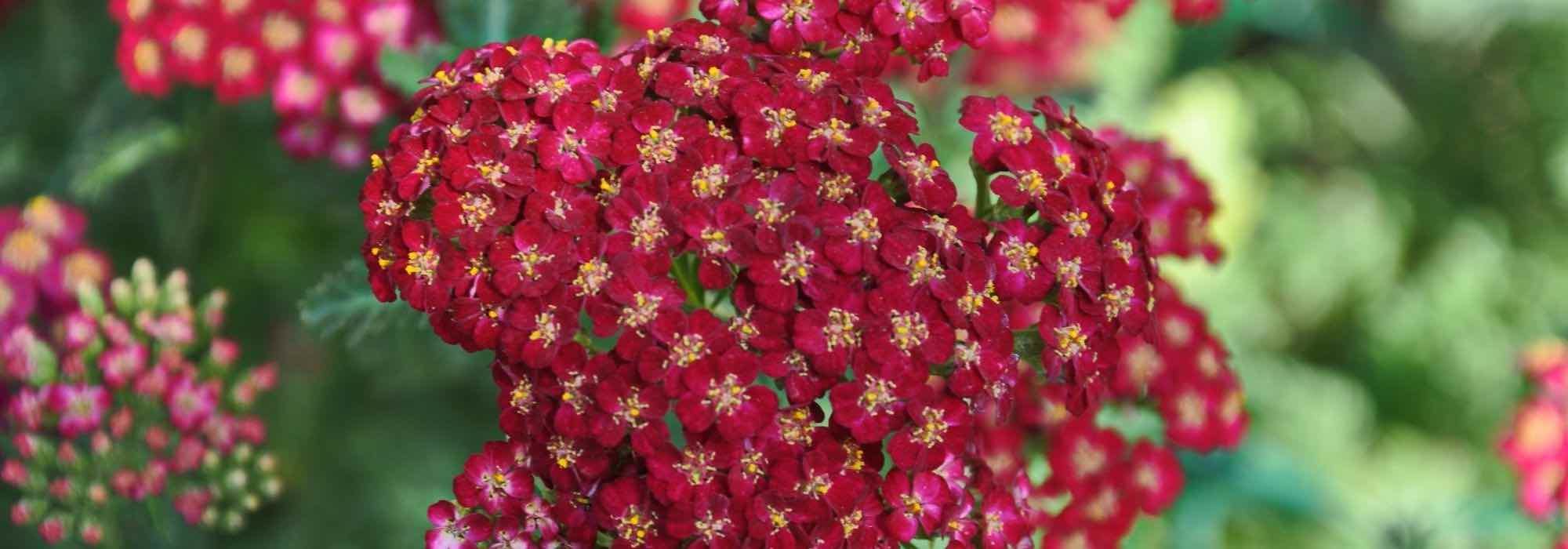 7 rote Garben, die im Garten nicht fehlen