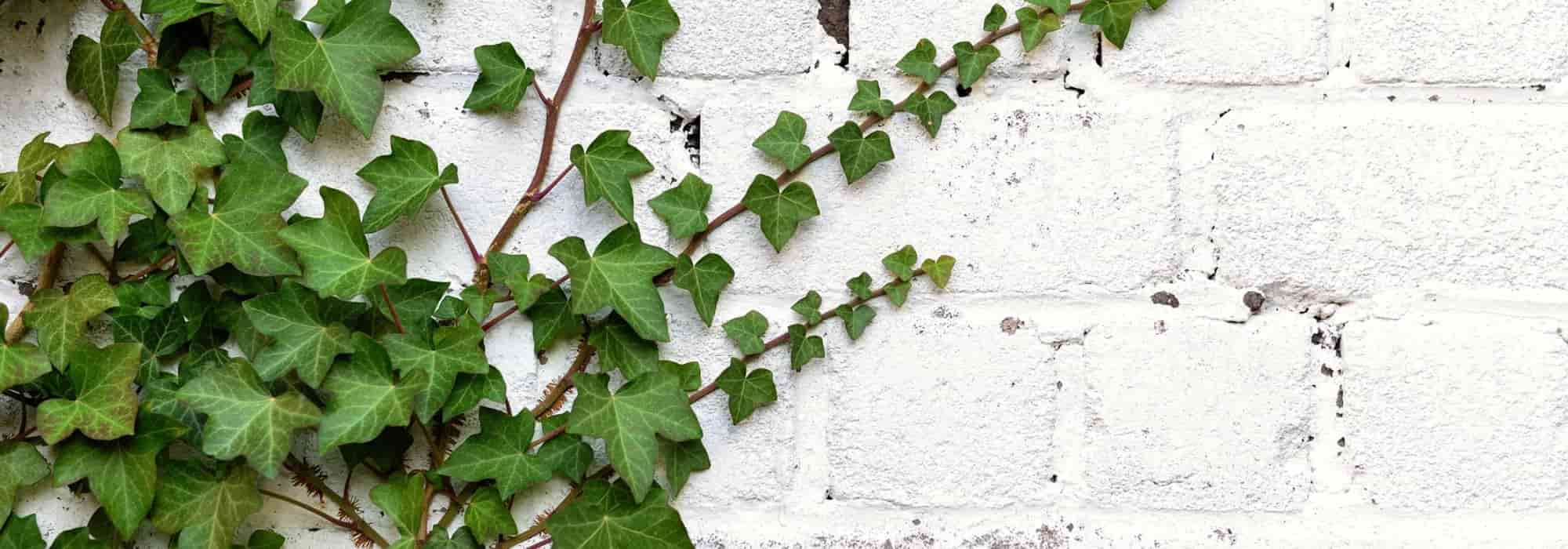 Grenzmauer: Was pflanzen?