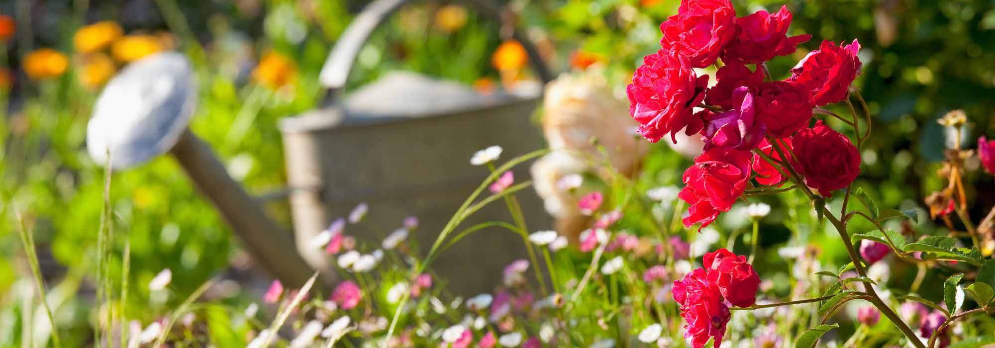 Gartenarbeiten im Juni