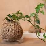 Kokedama mit Gewöhnlichem Efeu gestalten?