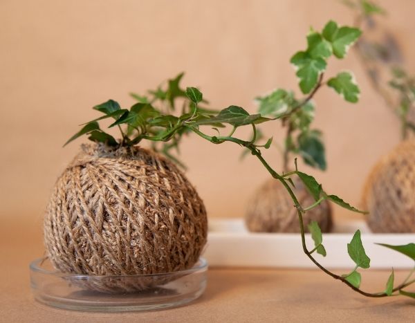 Kokedama mit Gewöhnlichem Efeu gestalten?