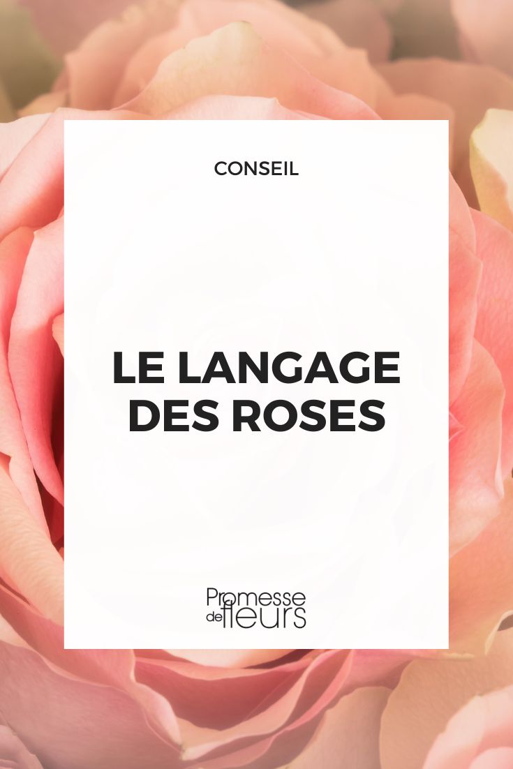 Die Sprache der Rosen