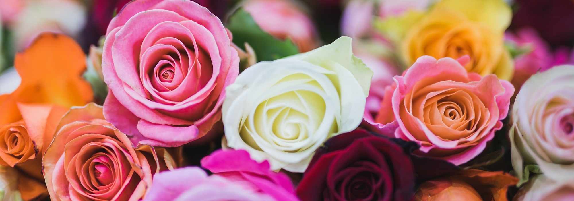 Die Sprache der Rosen