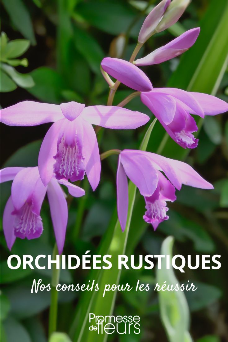 unsere Tipps für die erfolgreiche Kultur winterharter Orchideen