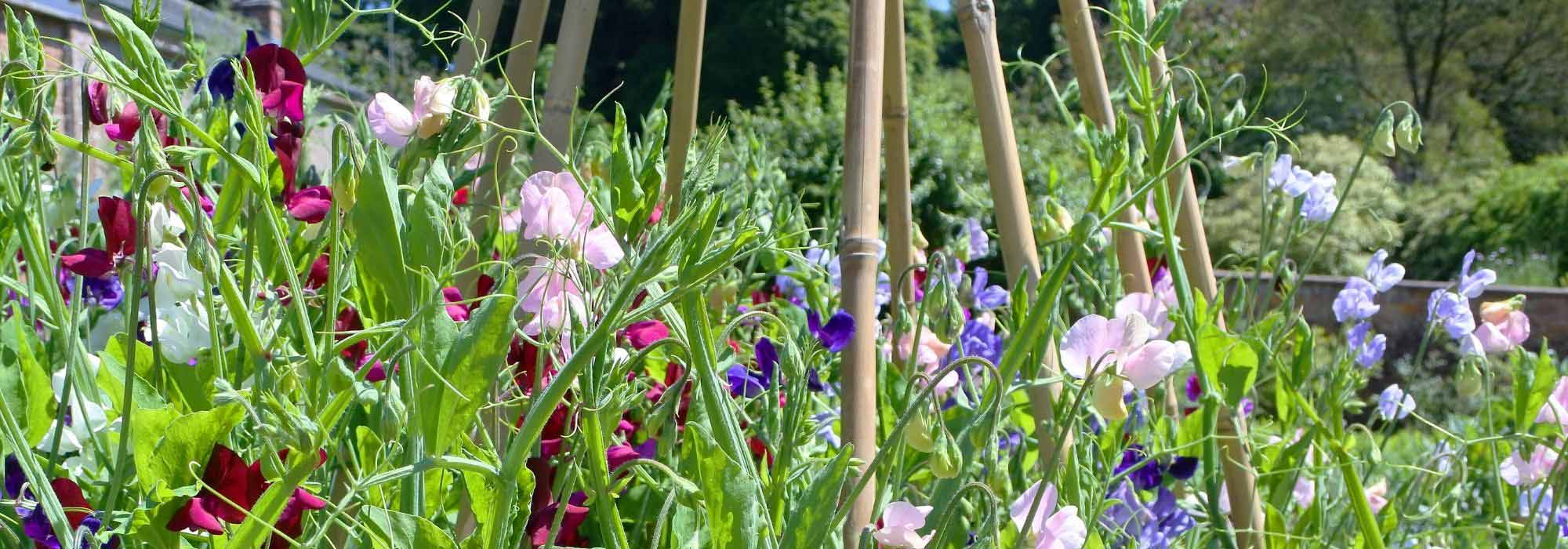 Gartenwicke ranken lassen