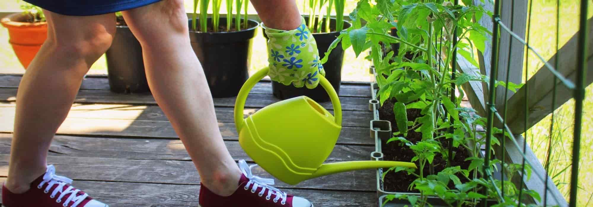 Gemüse und Obst auf der Terrasse anbauen