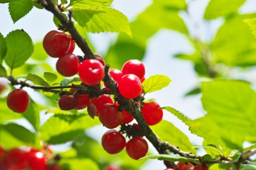 Ragouminer - Prunus tomentosa