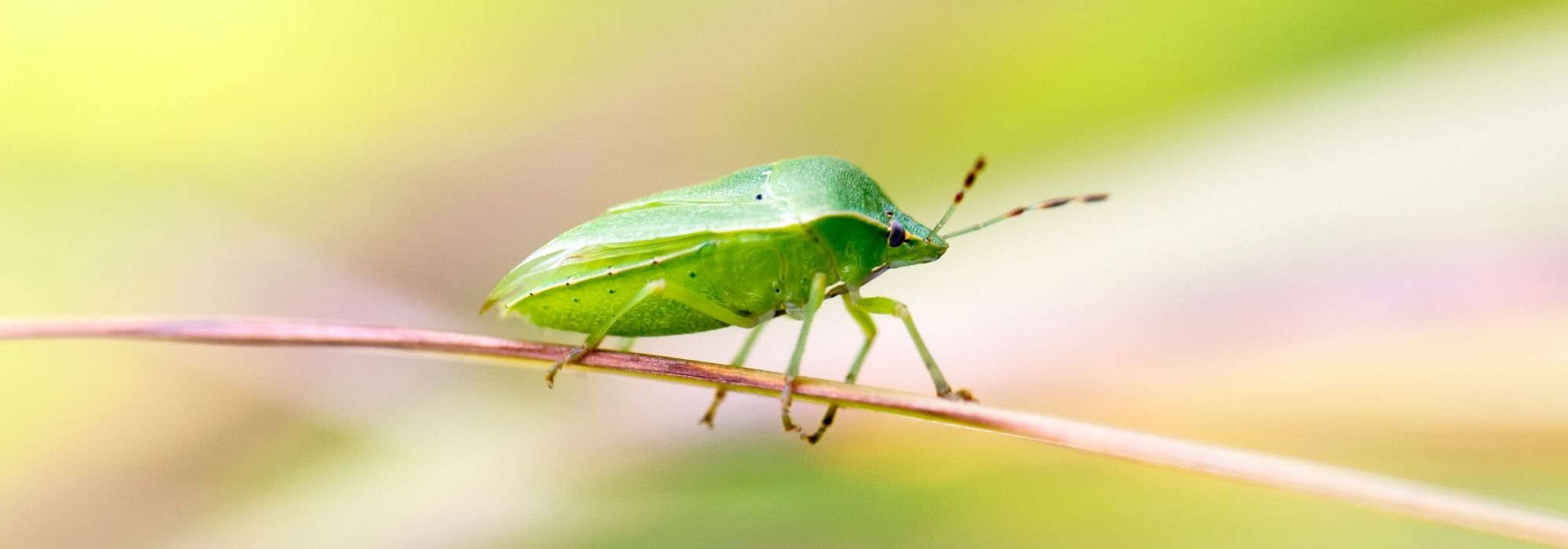 Wanzen im Garten