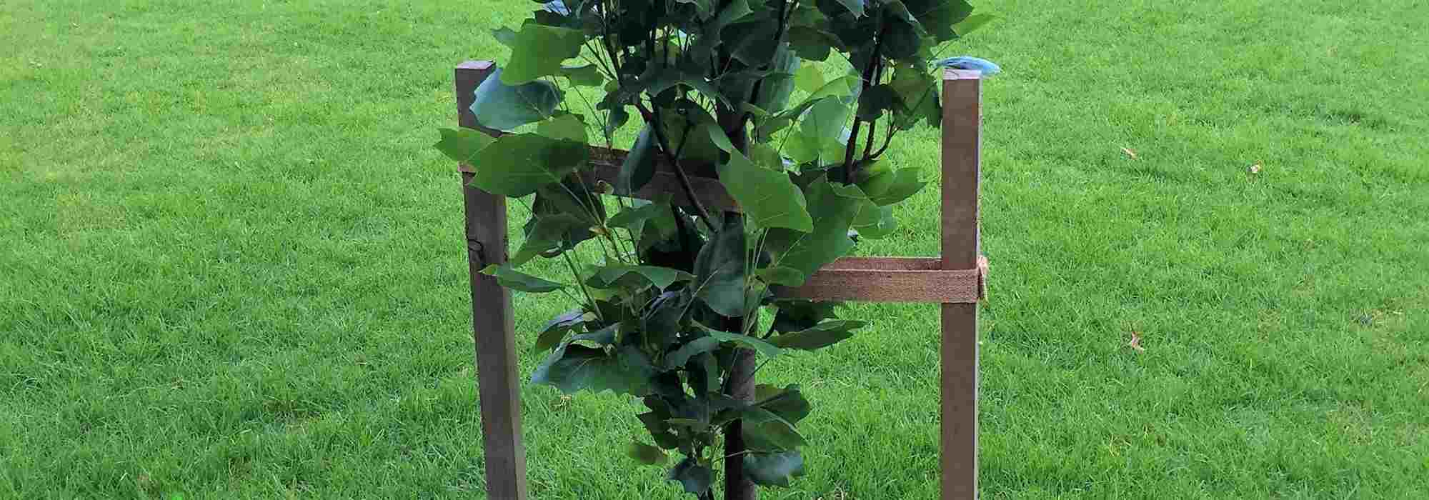 Baum nach Sturm wieder aufrichten?