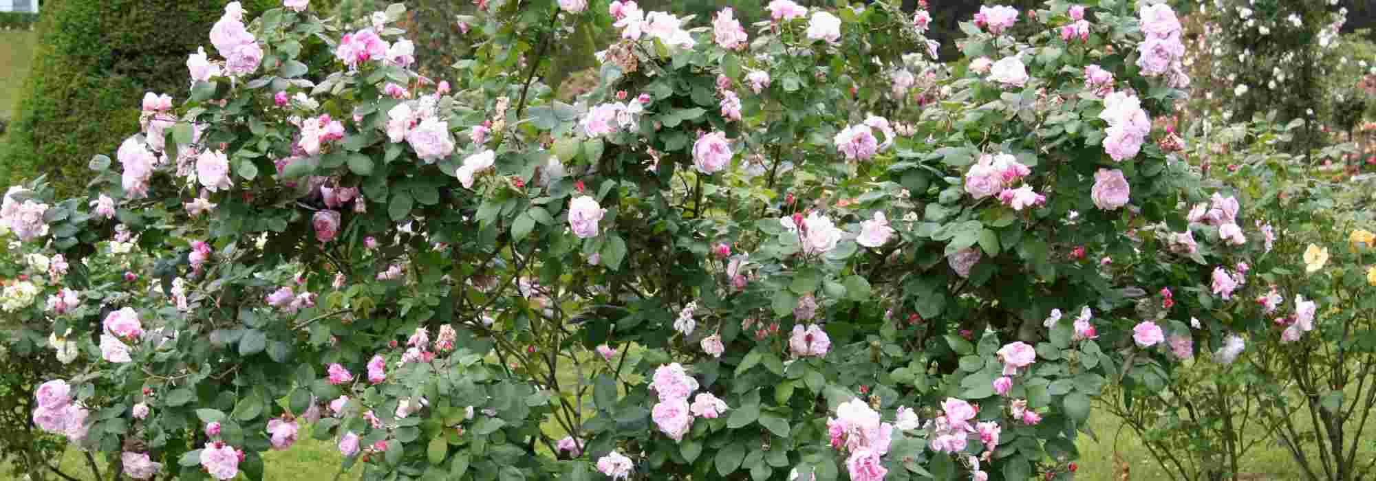 Rosen zum Anbeißen schön