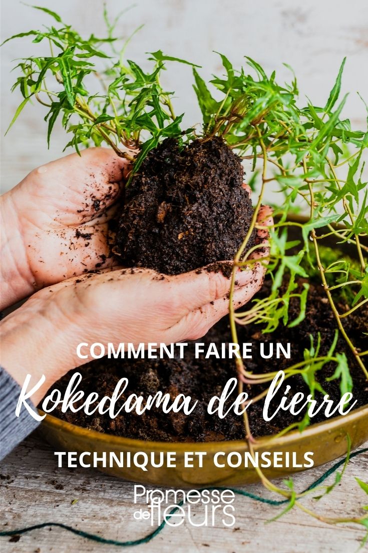 Kokedama-Anleitung für Efeu