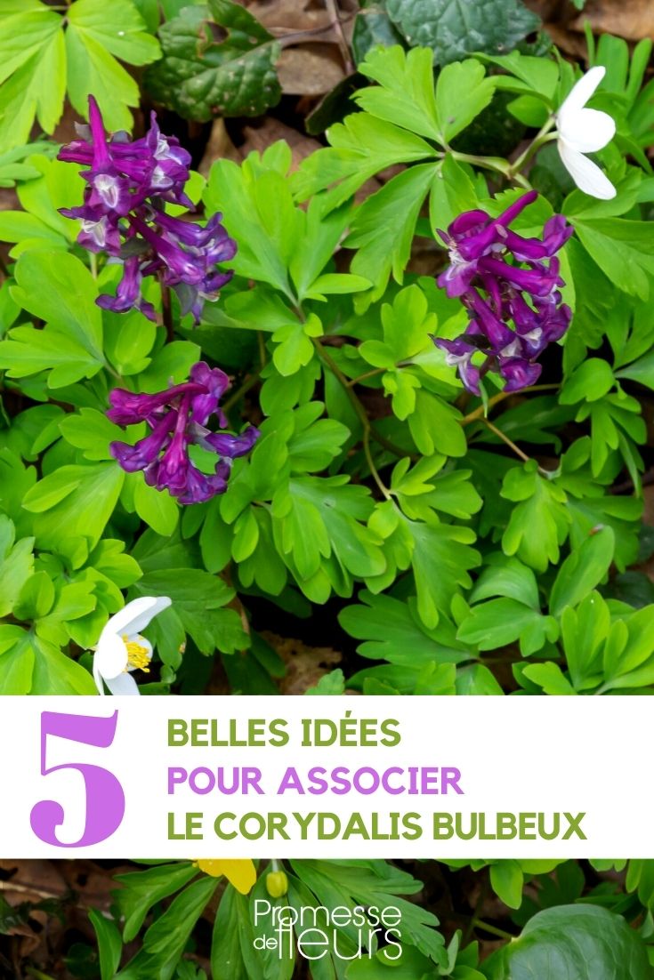 Die Pflanzengesellschaft Corydalis solida im Garten
