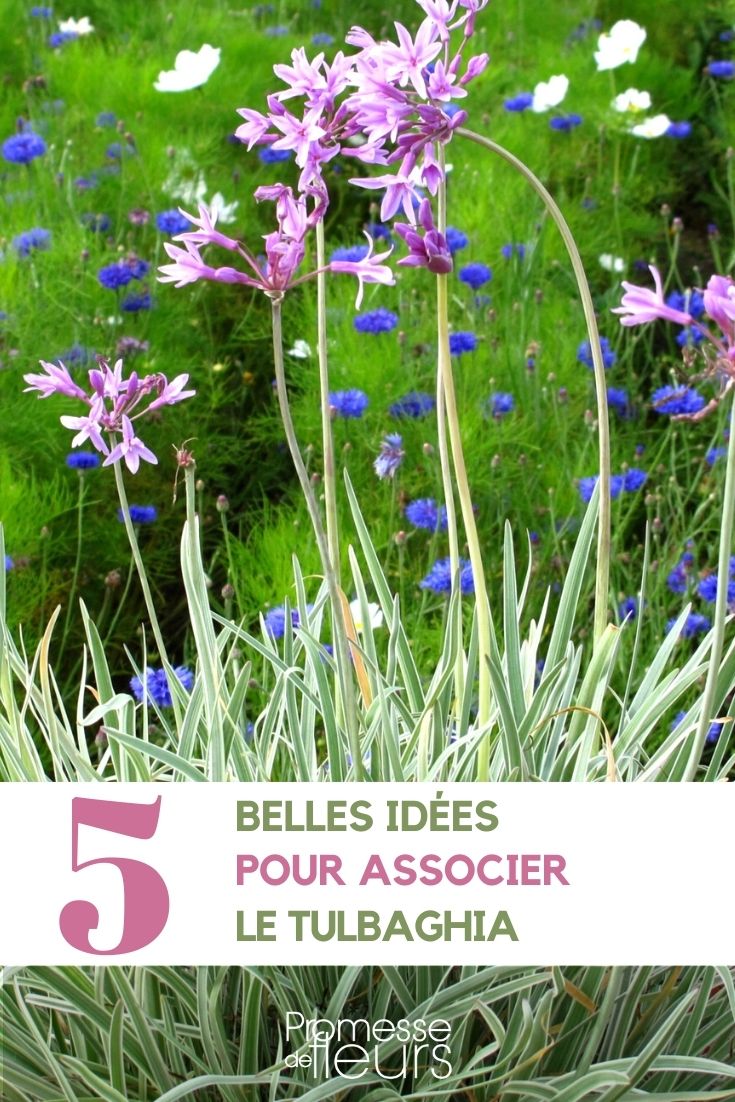 Assoziationen im Garten mit Tulbaghien