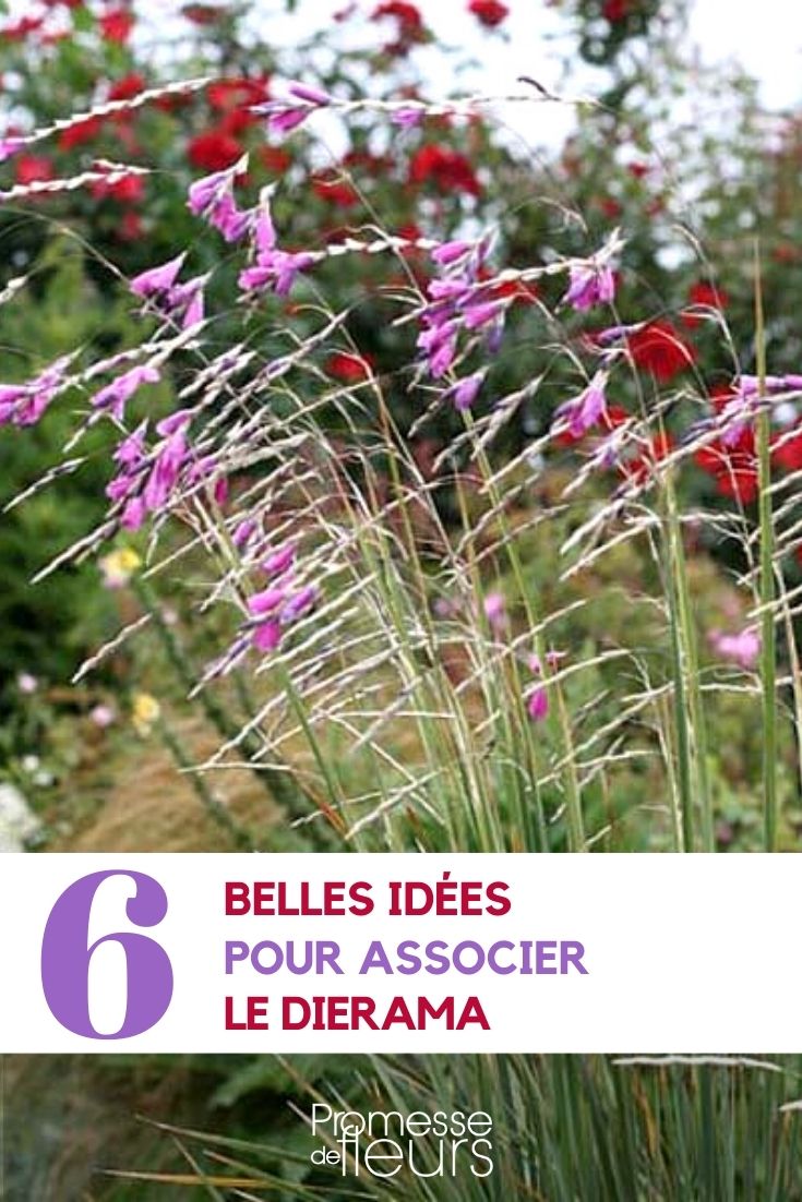 Dierama kombinieren