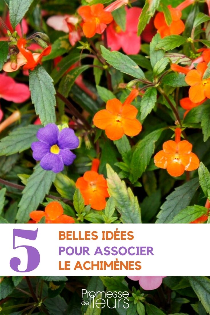 Achimenes kombinieren