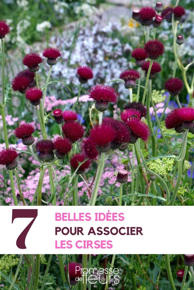Kletten (Cirsium) kombinieren