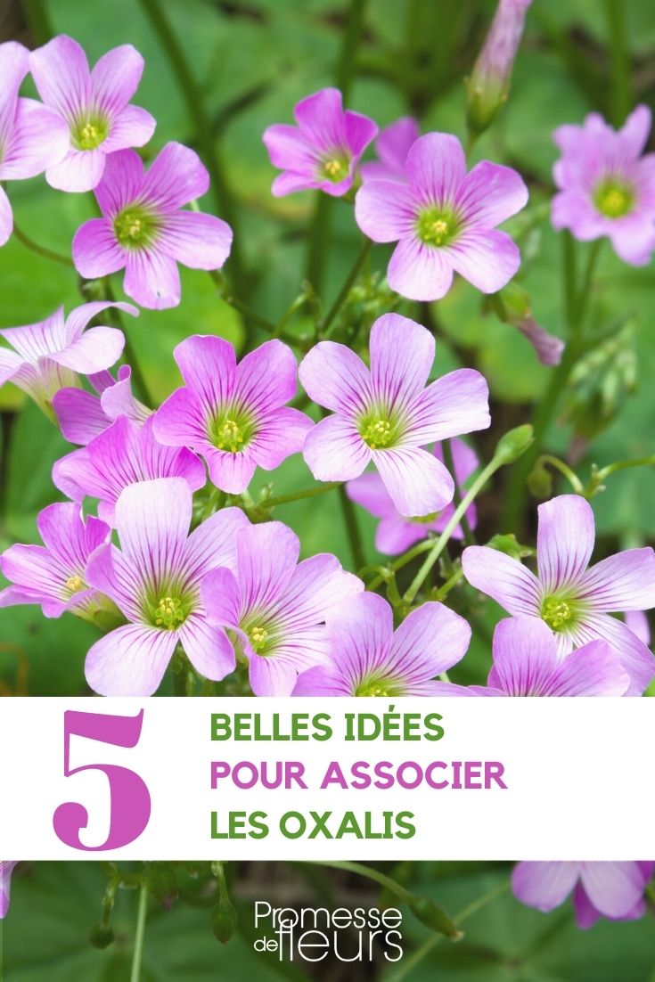 Oxalis im Garten