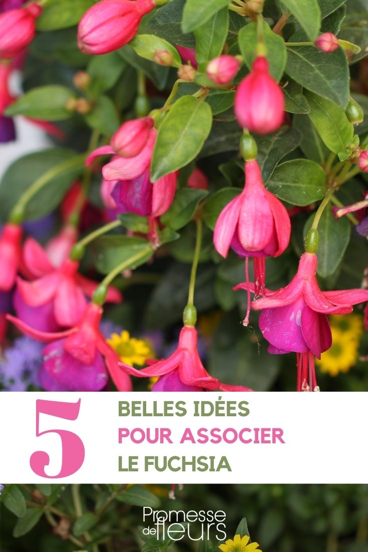Fuchsien - perfekte Begleiter für Garten, Terrasse und Balkon