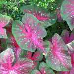 Caladium, Pfeilblatt: Pflanzen und Pflegen