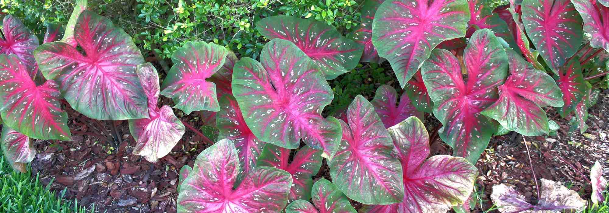 Caladium, Pfeilblatt: Pflanzen und Pflegen