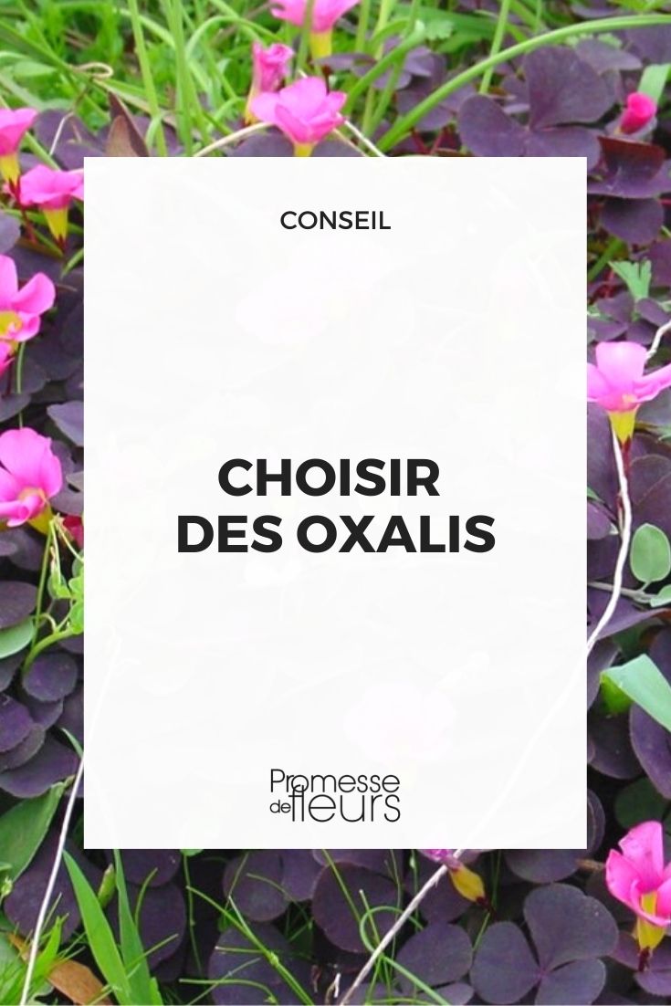 Auswahl an Oxalis