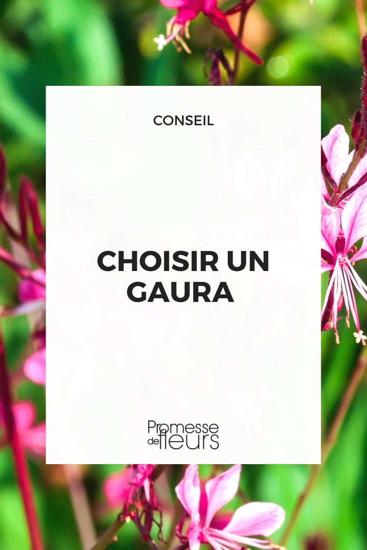 Gaura-Auswahl