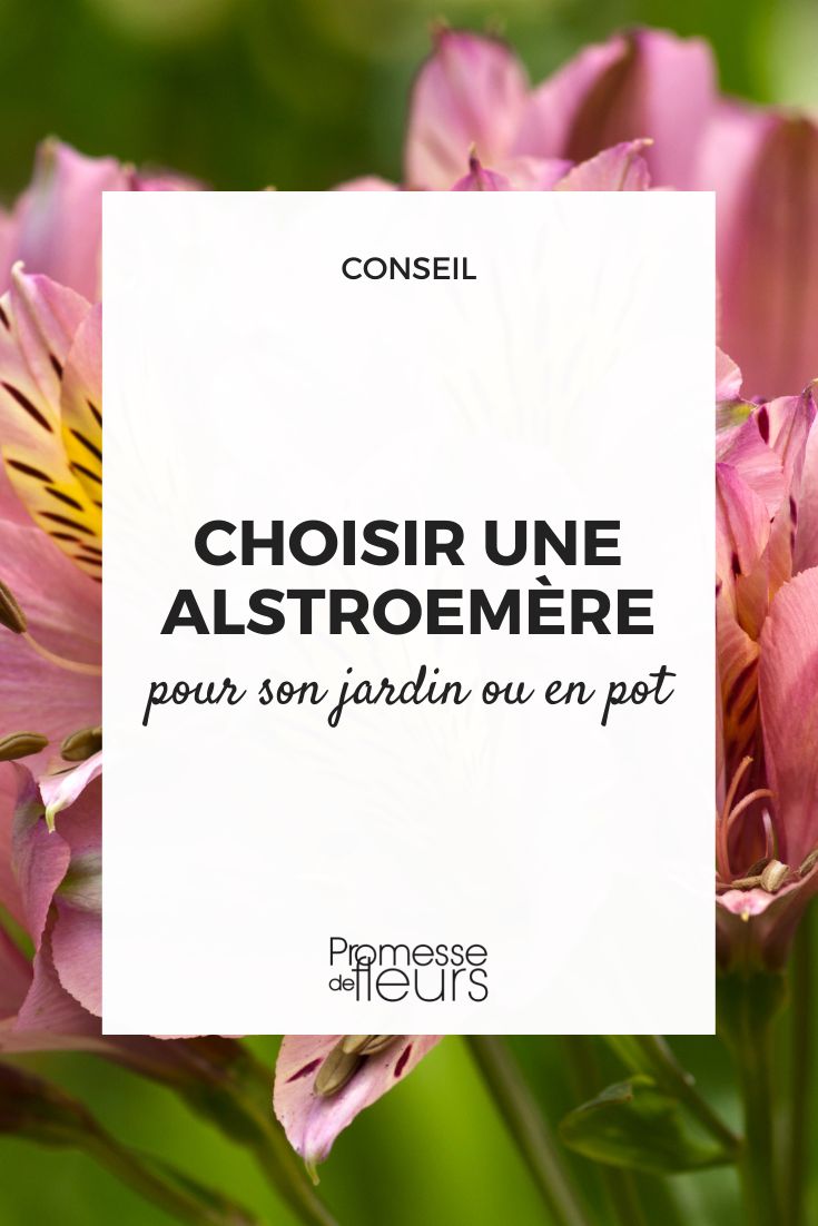Eine Alstroemeria auswählen