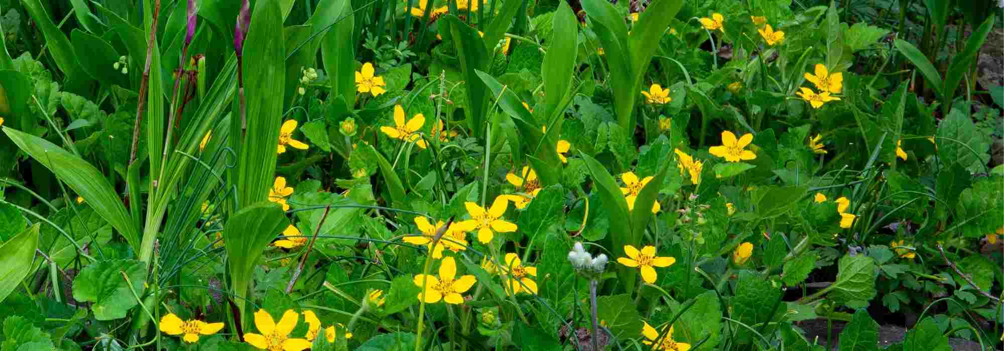 Chrysogonum kombinieren