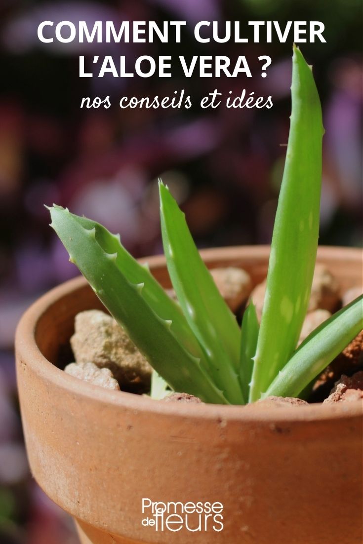 Aloe vera