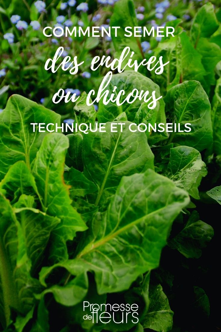 Chicorée-Witloof-Aussaat