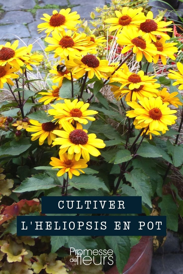 Heliopsis im Topf, Kübel oder Balkonkasten