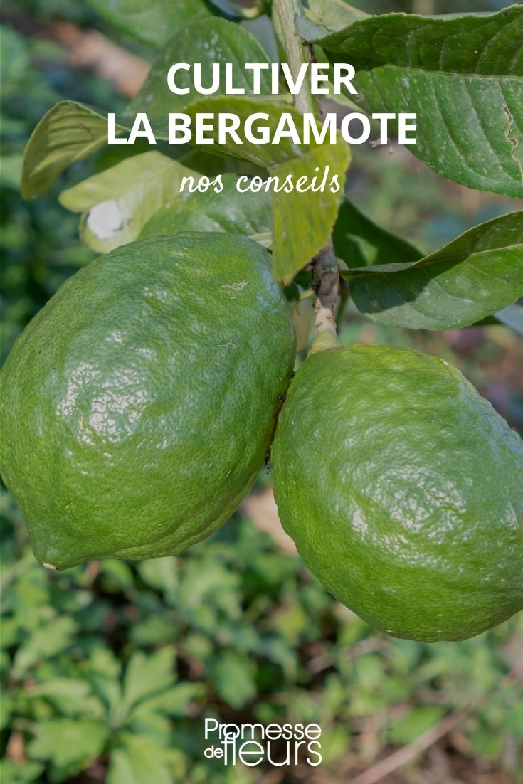 Bergamotte Citrus bergamia