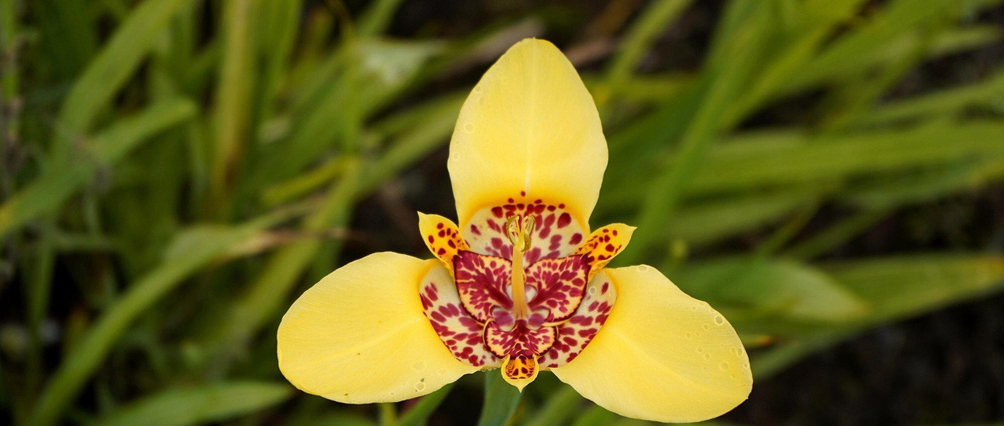 Pfauenblume im Topf kultivieren
