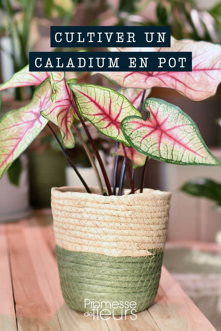 Caladium im Topf oder Kübel kultivieren