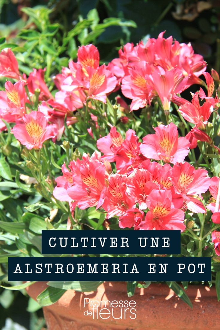 Alstroemeria im Topf kultivieren