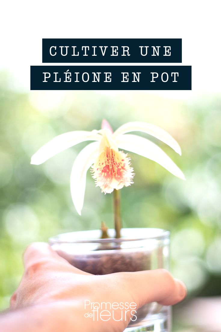 Eine Pleione im Topf kultivieren