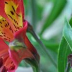 Inkalilie: Beste Sorten für Beetumrandung