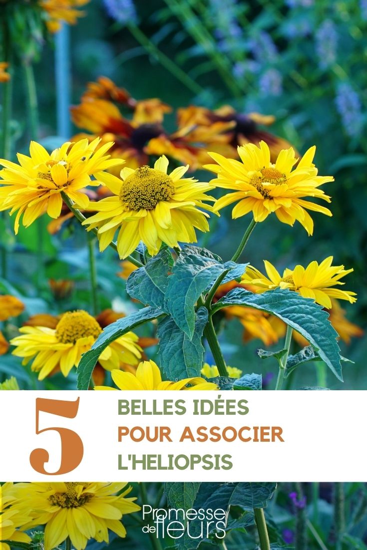 helianthus kombinieren