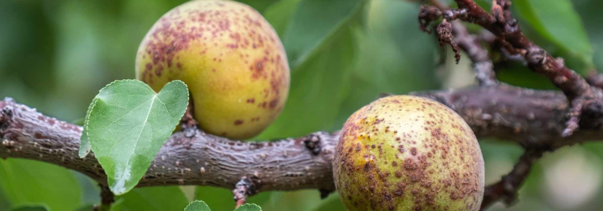Krankheiten und Schädlinge des Aprikosenbaums