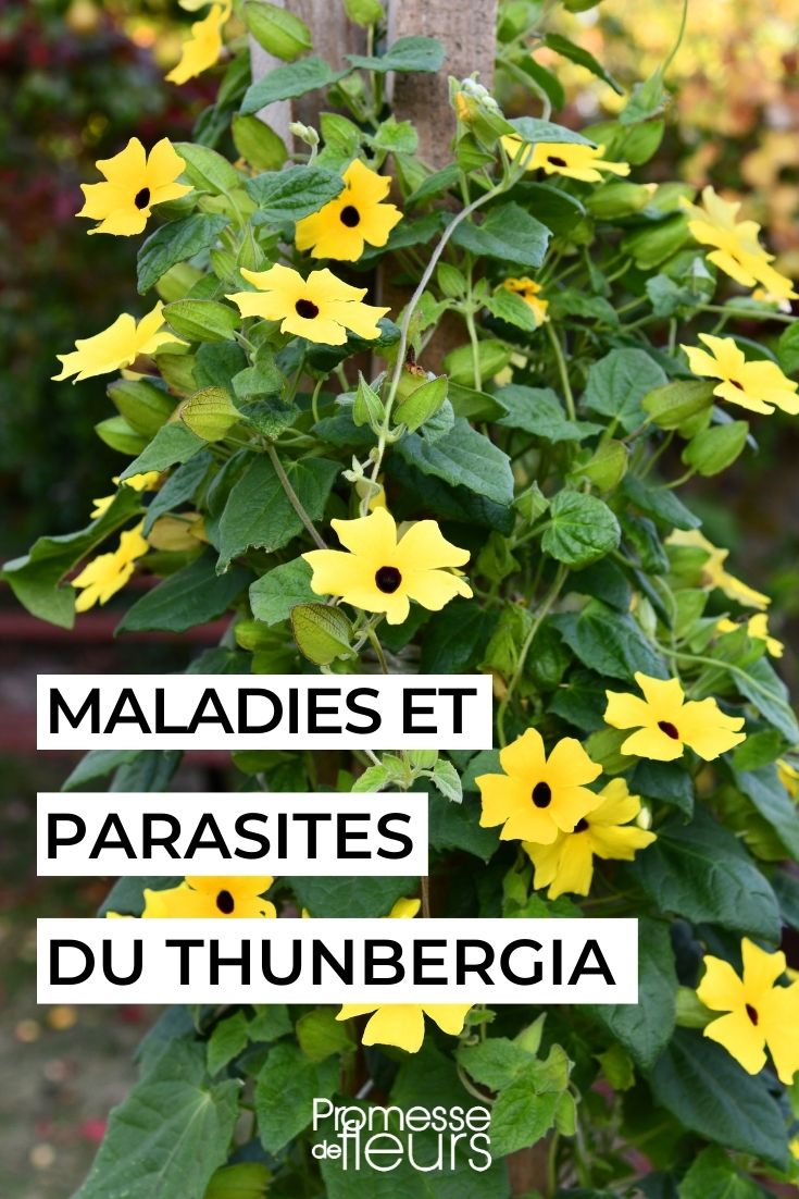 Thunbergie