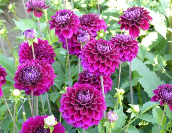 Dahlien pinzieren: mehr Blüten મેળવ?