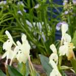Ingwerorchidee kombinieren