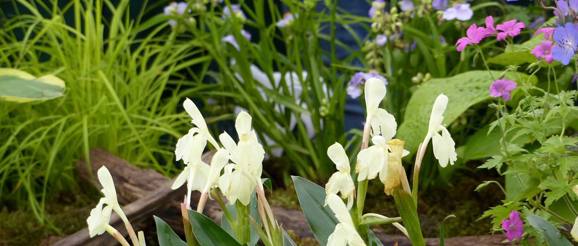 Ingwerorchidee kombinieren