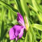 Roscoea: Pflanzen, Pflegen und Kultivieren