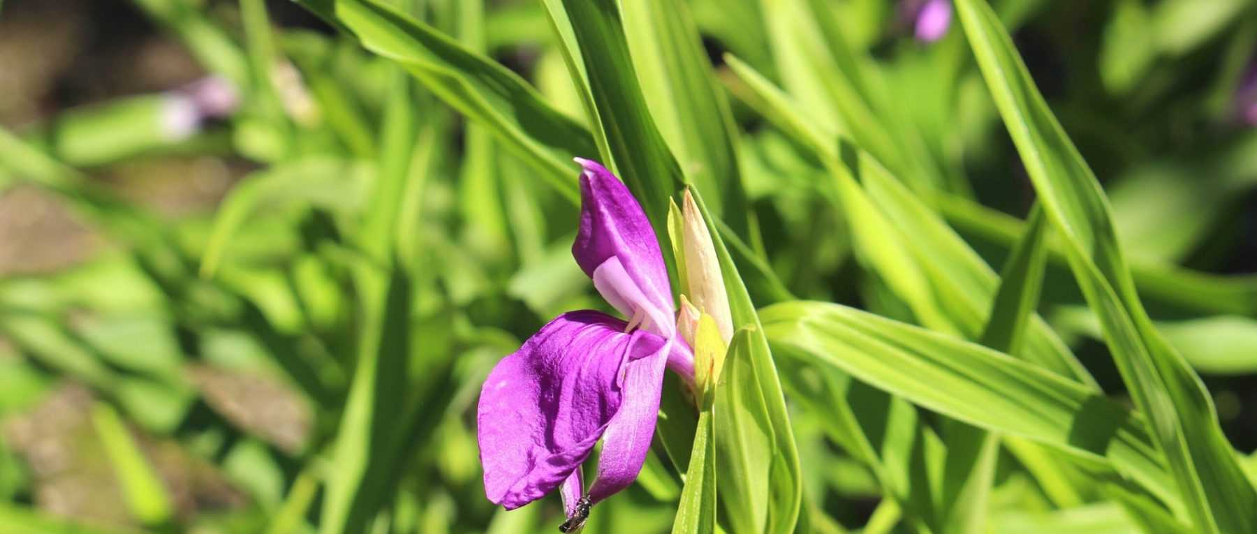Roscoea: Pflanzen, Pflegen und Kultivieren
